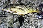 22 lb. Golden Bone Carp